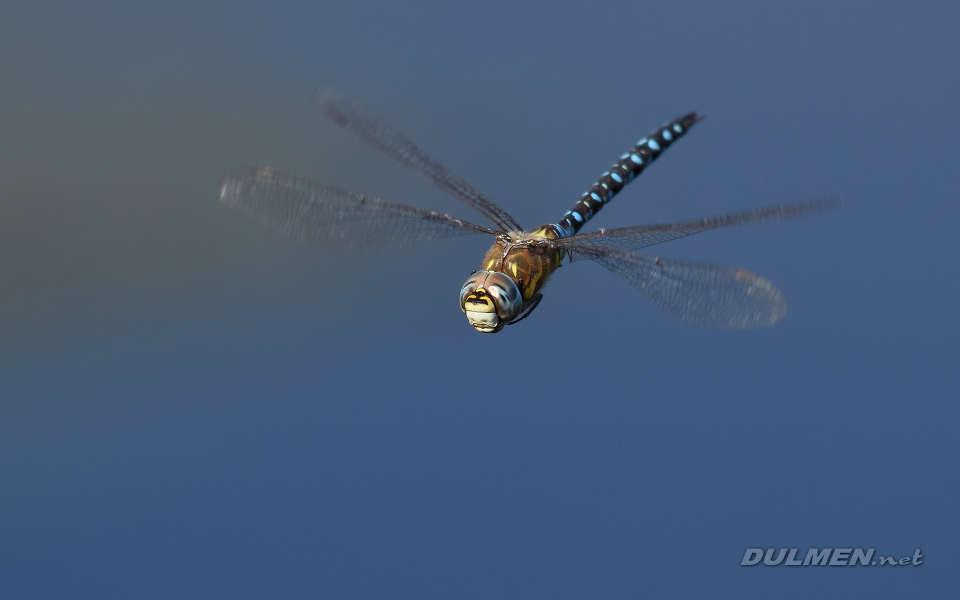 Migrant hawker (Aeshna mixta)